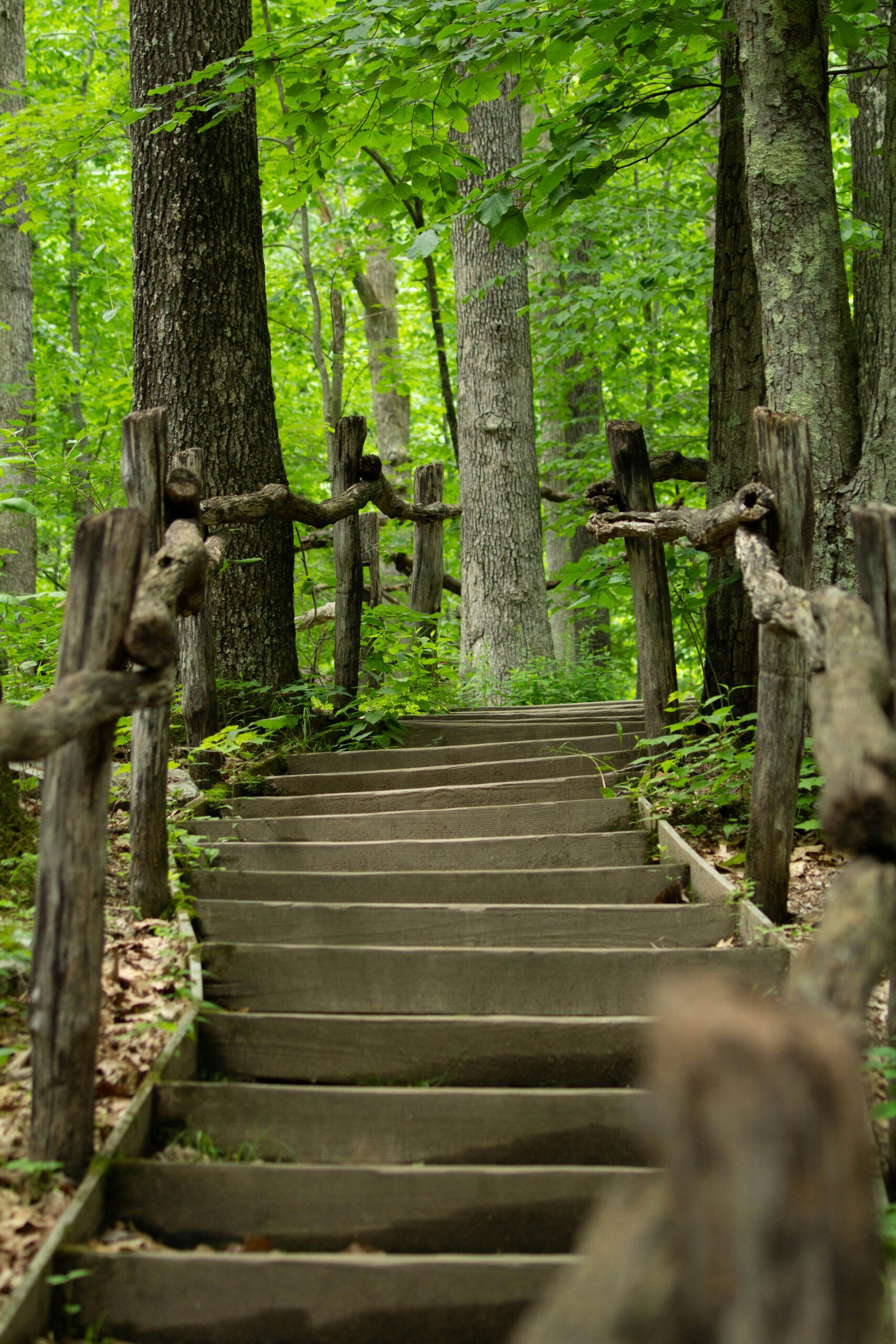 Stairs in the woods